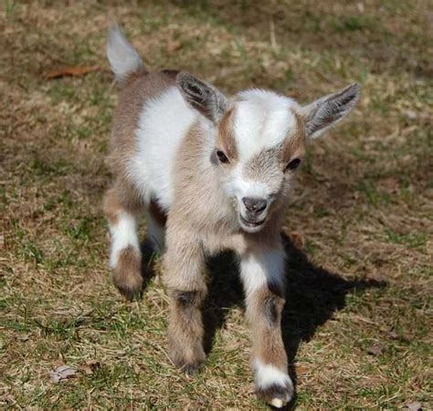 miniature goats  pets goats  sale ads  classifieds
