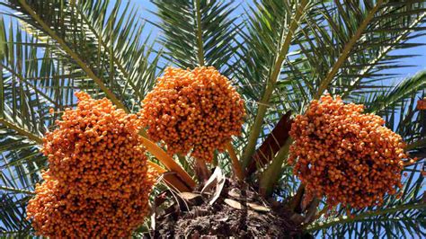 plant grow  care  date palm trees
