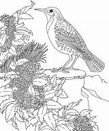 Bird Coloring Oregon Meadowlark Pages State Trail Flower Printable Grape Western Color Birds Gif Colorings Learning Print Drawing Adult Getcolorings sketch template