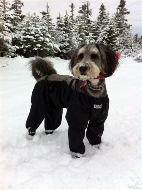 cute puppy   warm  dog clothes cute puppies custom dog