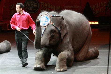 circus elephants prepare  grand finale guardian liberty voice