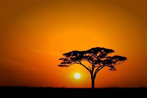 The Begining Of A New Day On The Serengeti Plains With One