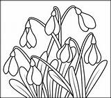 Coloring Snowdrop Pages Flowers Colouring Kids Coloritbynumbers Printables Related Printable sketch template