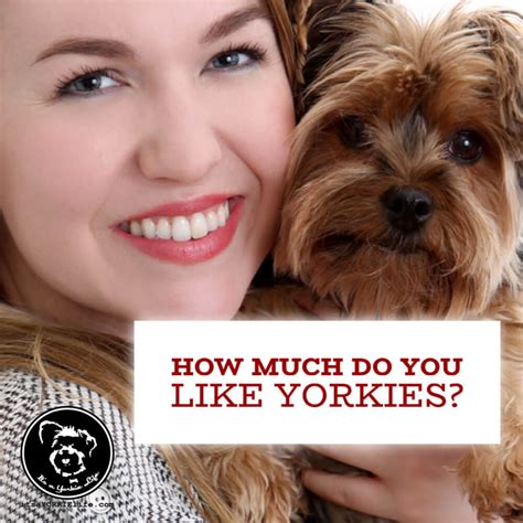 Question ⋆ It S A Yorkie Life