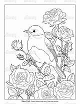 State Ny Bird Birds Flowers Flower Drawing Coloring Pages Choose Board Licensing Easy Drawings sketch template