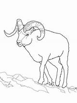 Sheep Coloring Dall Bighorn Pages Printable Clipart Adult Animal Draw Drawing Outline Easy Books Rocky Color Mountain Drawings Crafts Designlooter sketch template