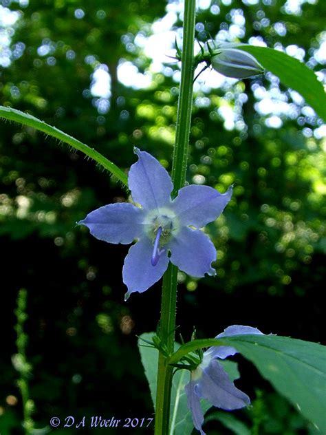 tall bellflower  plant produces  spike  blue