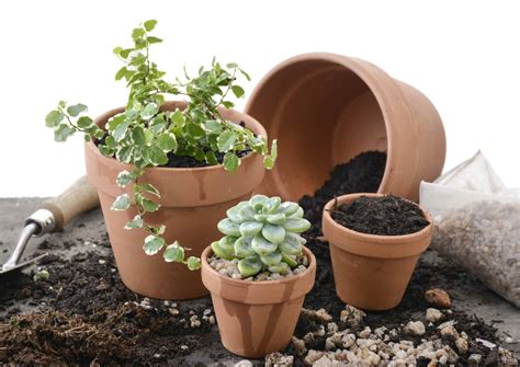 potting indoor plants  guide  lifestyle  successfully pot