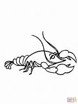 Crawfish Coloring Pages Drawing Louisiana Comments Printable Template sketch template