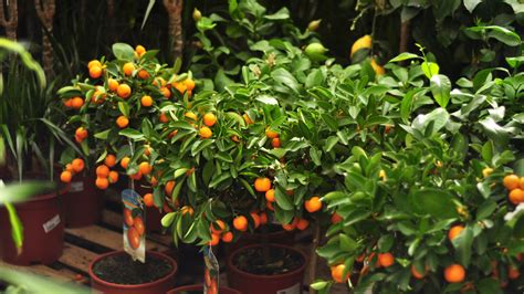 grow  care   orange tree