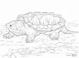 Turtle Coloring Snapping Pages Alligator Walking Terrapin Turtles Printable Sketch Realistic Tattoo Box Drawing Supercoloring Concept Board Color Print Outline sketch template