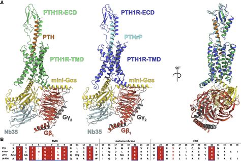 endogenous ligand recognition  structural transition   human pth