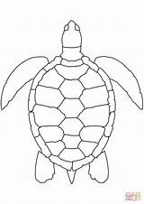 Turtle Supercoloring sketch template