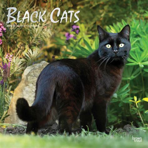 black cats 2022 wall calendar