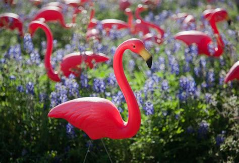pink flamingos  bluebonnets  austin texas austin photography