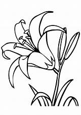 Lilie Lily Ausmalbild Lilies sketch template