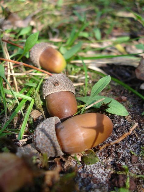 acorns  photo  freeimages