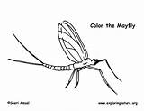Mayfly Coloring Exploringnature sketch template