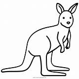 Kangaroo Coloring Pages Wallaby Imageas Ultra Drawing Easy sketch template