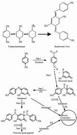 Mechanism Hair Reaction Aspects Dying Safety Their Review Resorcinol Schematic Fig Diagram sketch template