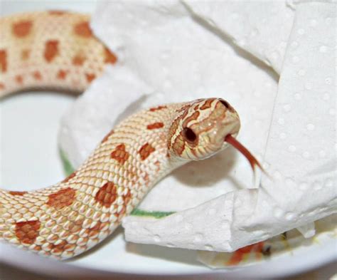 hypoconda hognose atqveenpark cute snake cute snakes