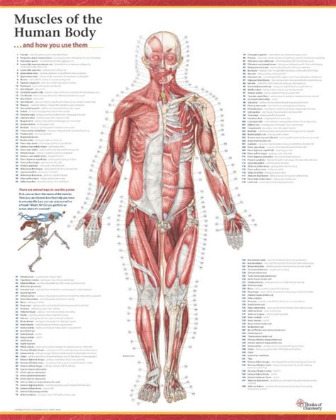trail guide   bodys muscles   human body posters products directory massage magazine