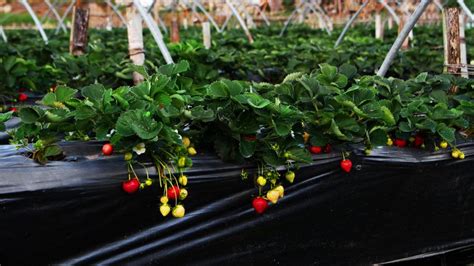 hoe hydrocultuur aardbeien te kweken krostrade
