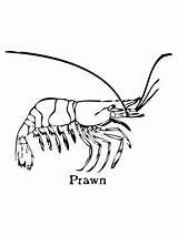 Gambero Prawn Krill Adults sketch template