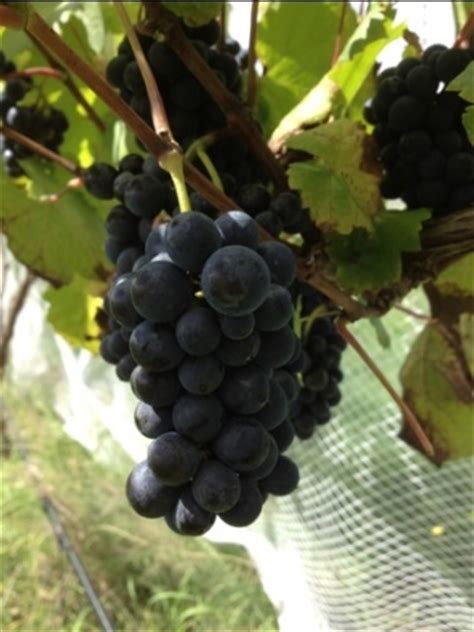 images  grapes  pinterest vines vineyard  grape vines