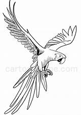 Ara Parrot Perroquet Coloriage Colorier Volant Perroquets Pappagallo Colorare sketch template