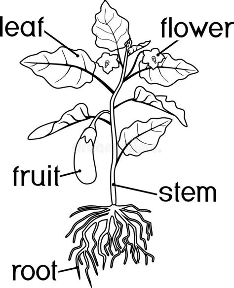 coloring page parts  plant morphology  flowering plant  root