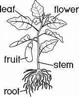 Coloring Plant Parts Eggplant Root Titles Fruit System Flowering Morphology Flowers Biology Leaf sketch template