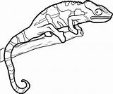 Lizard Coloring Pages Drawing Outline Reptiles Template Chameleon Kids Drawings Line Gecko Easy Reptile Printable Lizards Simple Color Leopard Man sketch template