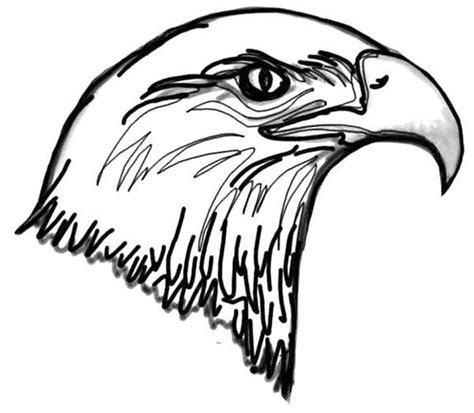 picture  bald eagle head coloring page netart