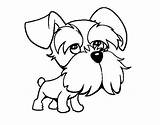 Schnauzer Dibujo Perros Perritos Perro Poodle Coloringcrew Animales Cani Acolore Seonegativo sketch template