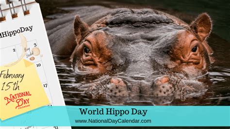 world hippo day february  national day calendar