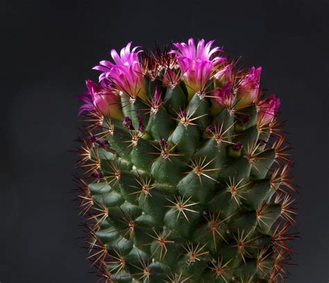 mein kleiner gruener kaktus foto bild pflanzen pilze flechten