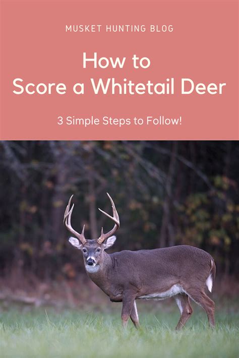 How To Score A Whitetail Deer 3 Simple Steps To Follow Whitetail