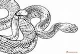 Snake Coloring Pages Realistic Viper Colouring Rattlesnake Printable Snakes Adult Downloadable Color Template Getcolorings Sheets Getdrawings Ninjago sketch template