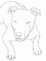 Pitbull Coloring Pages Draw Realistic Drawing Step Adults Mastiff Printable Color American Getcolorings Getdrawings Template sketch template