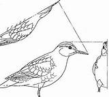 Spotted Sandpiper Designlooter sketch template