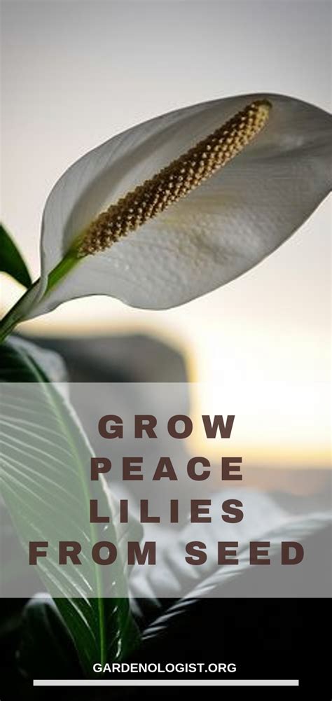 grow  peace lily  seed peace lily peace lily flower lily seeds