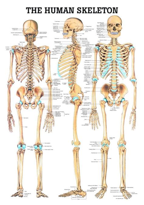 human skeleton laminated anatomy chart charts search  anatomy