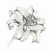 Lily Tattoo Stargazer Flower Drawings Drawing Lilly Tattoos Sketch Lilies Pencil Coloring Flowers Lilie Uploaded User sketch template