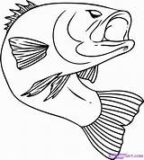 Coloring Bass Clipart Fish Pages Library sketch template