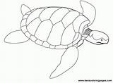 Coloring Sea Turtle Pages Turtles Popular Coloringhome Green sketch template