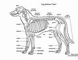 Skeleton Anatomy Coloring sketch template