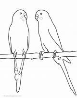 Parakeet Colouring Pages Coloring Budgies Budgerigar Bird Easy Adult Template Drawings Google Cockatiel Au Colors Silhouette Sketch Choose Board Search sketch template