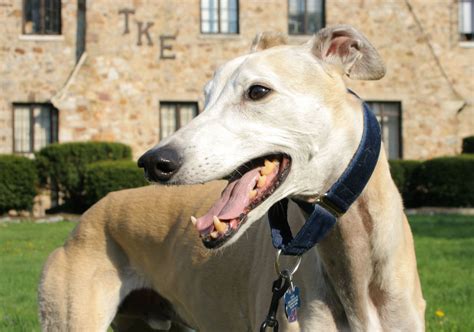 english greyhound greyhound dog breed dogs grey hound dog