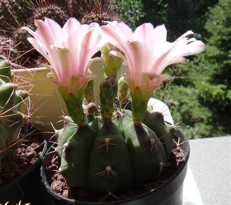 top   beautiful cactus flowers earthcom earthpedia